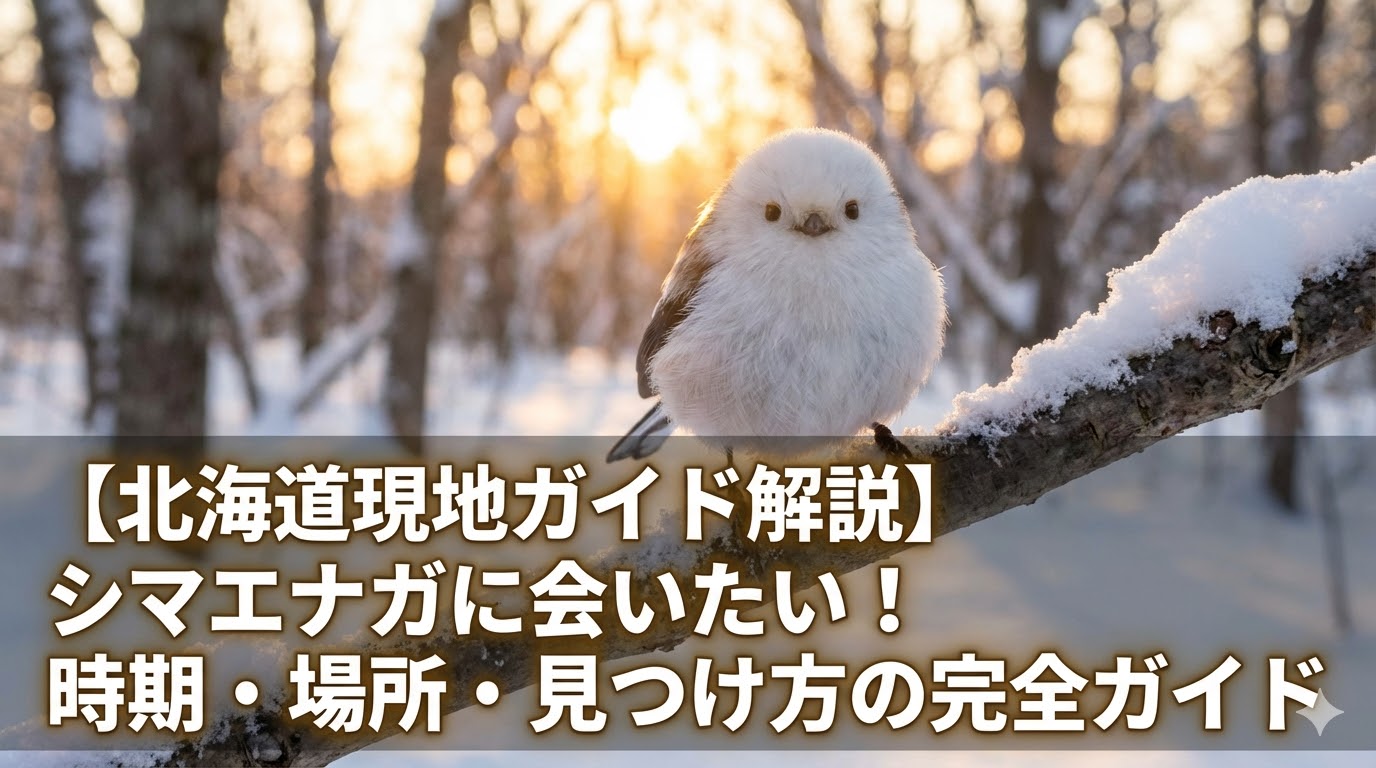 【北海道現地ガイド解説】シマエナガに会いたい！時期・場所・見つけ方の完全ガイド